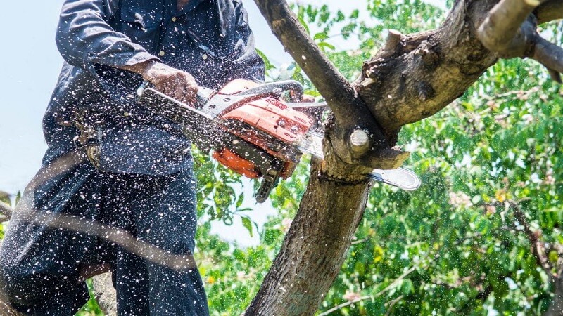 Why Burlington Homeowners Should Always Choose Fully Insured Tree Service Professionals