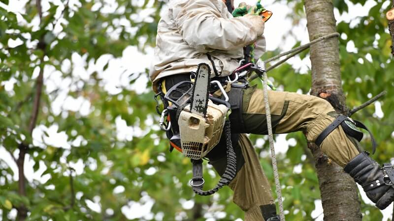 Tree Trimming Best Practices for Healthy Landscapes in Metairie, Louisiana
