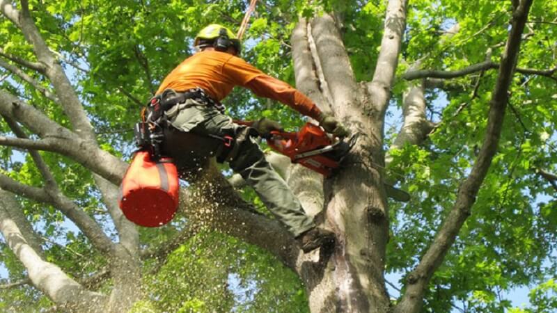 Why Burlington Homeowners Should Always Choose Fully Insured Tree Service Professionals